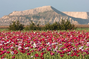 в узбекистане ужесточены меры за ущерб дикой флоре и фауне 