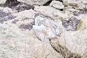 экологическая катастрофа в казахстане: лебеди продолжают гибнуть в мангистауской области