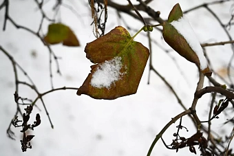 дождь и ветер в узбекистане, штормовое предупреждение в кыргызстане: погода в среду, 6 ноября 2024