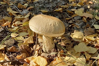 пыльная буря и неустойчивая погода в казахстане: прогноз на понедельник, 2 сентября 2024