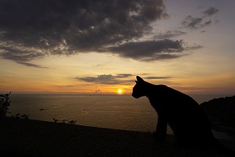 мужчина из сша ушел в кругосветное плавание с котом, чтобы убежать от рутины и болезни