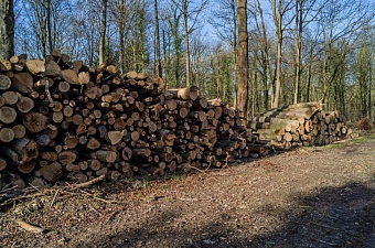 из россии увеличились поставки пиломатериалов в таджикистан  