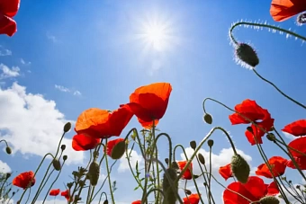 дожди и жара до +40 в казахстане: погода в пятницу, 12 июля 2024