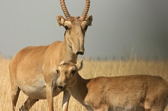 в казахстане на мясо и колбасу отправили почти 200 тысяч сайгаков  
