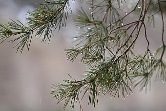 тепло идет: погода в странах центральной азии в четверг, 28 марта 2024