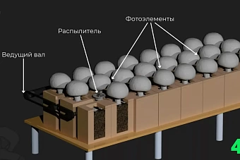 Миллион на разведение грибов: студентка из Казахстана выиграла 1 млн рублей на конкурсе стартапов в России