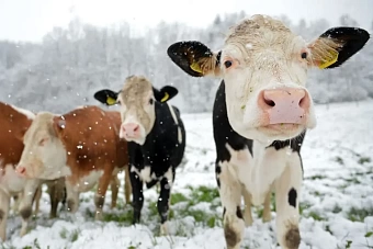 в кыргызстане ввели временный запрет на экспорт сельскохозяйственных животных