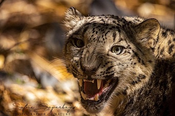 зоопарк алма-аты выпустил на свободу снежного барса, оказавшегося в неволе