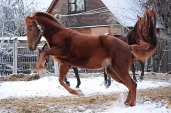 уходящая порода: казахстан теряет костанайских лошадей со 138-летней историей