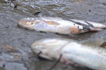 десятки крупных сазанов погибли в озере в карагандинской области казахстана