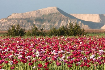 Команда госсекретаря США дает сигнал для разворовывания Узбекистана оптом и в розницу