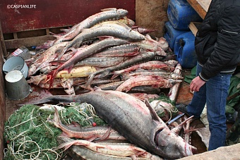 в казахстане стартовала кампания по борьбе с браконьерами