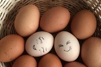 в казахстане зафиксировано устойчивое снижение цен на яйца