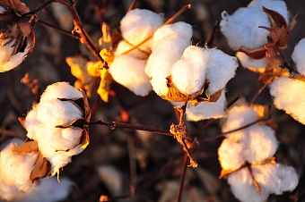 «дожились»: узбекистан стал импортировать хлопок из сша