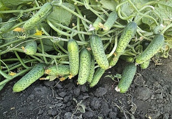 россия стала главным покупателем узбекских огурцов