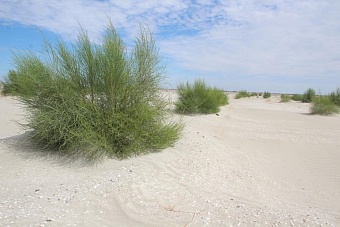 Дно Аральского моря озеленяют в Узбекистане
