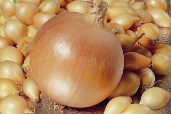 в казахстане и  россии подорожал лук 