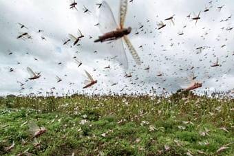 казахстан и кыргызстан объединяют усилия в борьбе с саранчой