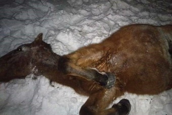 32 лошади сбил грузовой поезд в казахстане