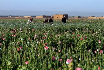 наркотрафик из афганистана в центральную азию растет, невзирая на усилия талибов