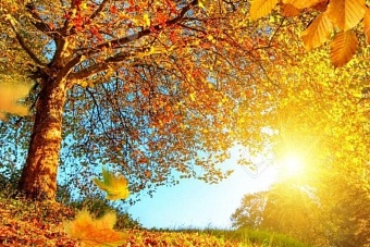 тепло и солнечно в узбекистане, в горах кыргызстана возможны осадки: погода в среду, 9 октября 2024