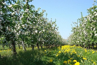 какая погода ожидается в казахстане на предстоящей неделе, с 26 мая по 1 июня 2025 года