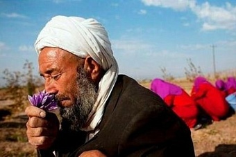 на смену опийному маку в афганистане пришли полезные сельхозкультуры