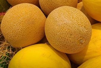 В Узбекистане стартовал сезон сбора ранних дынь