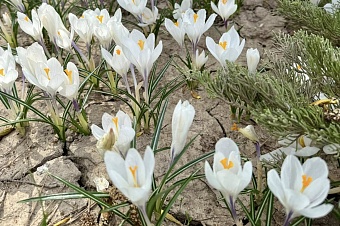 какая погода ожидается в центральной азии на предстоящей неделе, с 20 по 26 апреля 2026 года