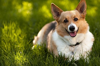 в алматы с 1 ноября по 20 декабря пройдет бесплатное чипирование домашних животных