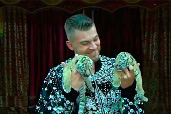 российский цирк подарил туркменским коллегам двух новорожденных тигрят