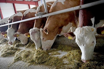 Прозрение казахстанских экспертов: «Надо использовать опыт России в поддержке АПК и молочной отрасли»