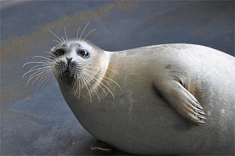 в иране отрылся центр по сохранению каспийского тюленя 