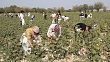 учителя и школьники таджикистана вынуждены бросать учебу ради сбора хлопка: