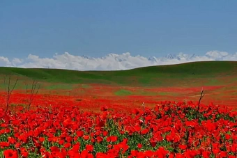 какая погода ожидается в казахстане на предстоящей неделе, с 12 по 18 мая 2025