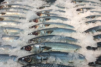 десятки тысяч тонн российской рыбы поступят в 2024 году в узбекистан
