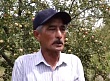 казахстанский садовод возродил выращивание алматинского апорта в пригороде атырау