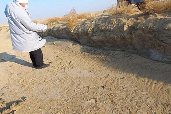 в яме за городом актау казахстанские зоозащитники обнаружили трупы собак