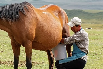 в узбекистане и кыргызстане без осадков: погода в понедельник, 26 августа 2024