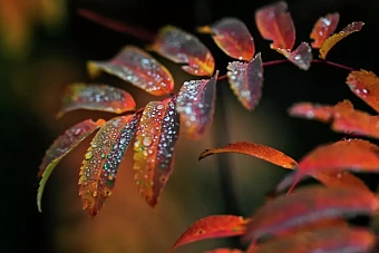 до +32 в узбекистане, в кыргызстане местами дожди: погода в среду, 11 сентября 2024