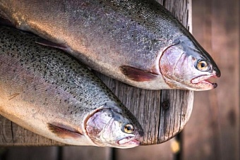 россельхознадзор разрешил двум компаниям из кыргызстана завозить рыбу в россию