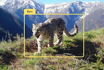 день снежного барса: российские технологии помогут спасти ирбиса, ставшего символом центральной азии