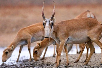 американский актер леонардо ди каприо похвалил власти казахстана за рост популяции сайгаков