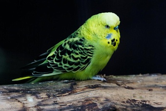 змеи и попугаи предсказывают землетрясения в центральной азии