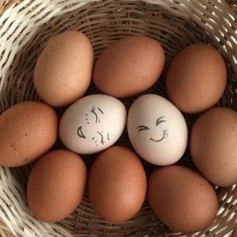 россия обратилась к казахстану с просьбой увеличить поставки куриных яиц 