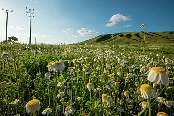 какая погода ожидается в центральной азии на предстоящей неделе с 21 по 27 июля 2025 года