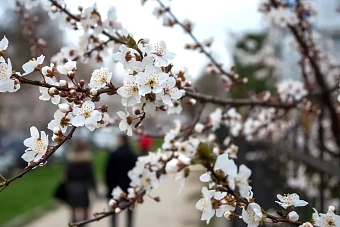 тепло и без осадков: погода в странах центральной азии в среду, 10 апреля 2024