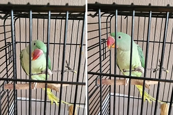 попугай раздора: житель казахстана отсудил говорящую птицу у экс-сожительницы