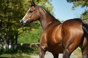 У убитого в Кыргызстане вора в законе Камчы Кольбаева нашли лошадей на 427 млн тенге